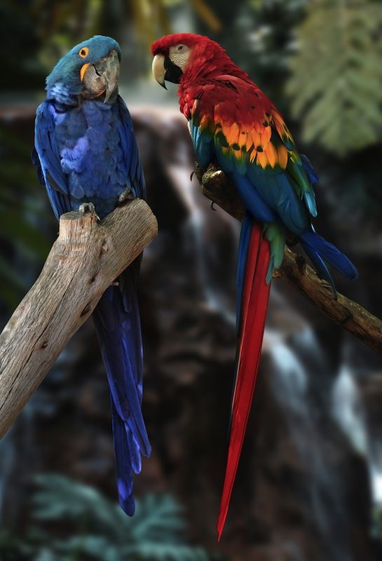 Scarlet and hyacinth macaws.