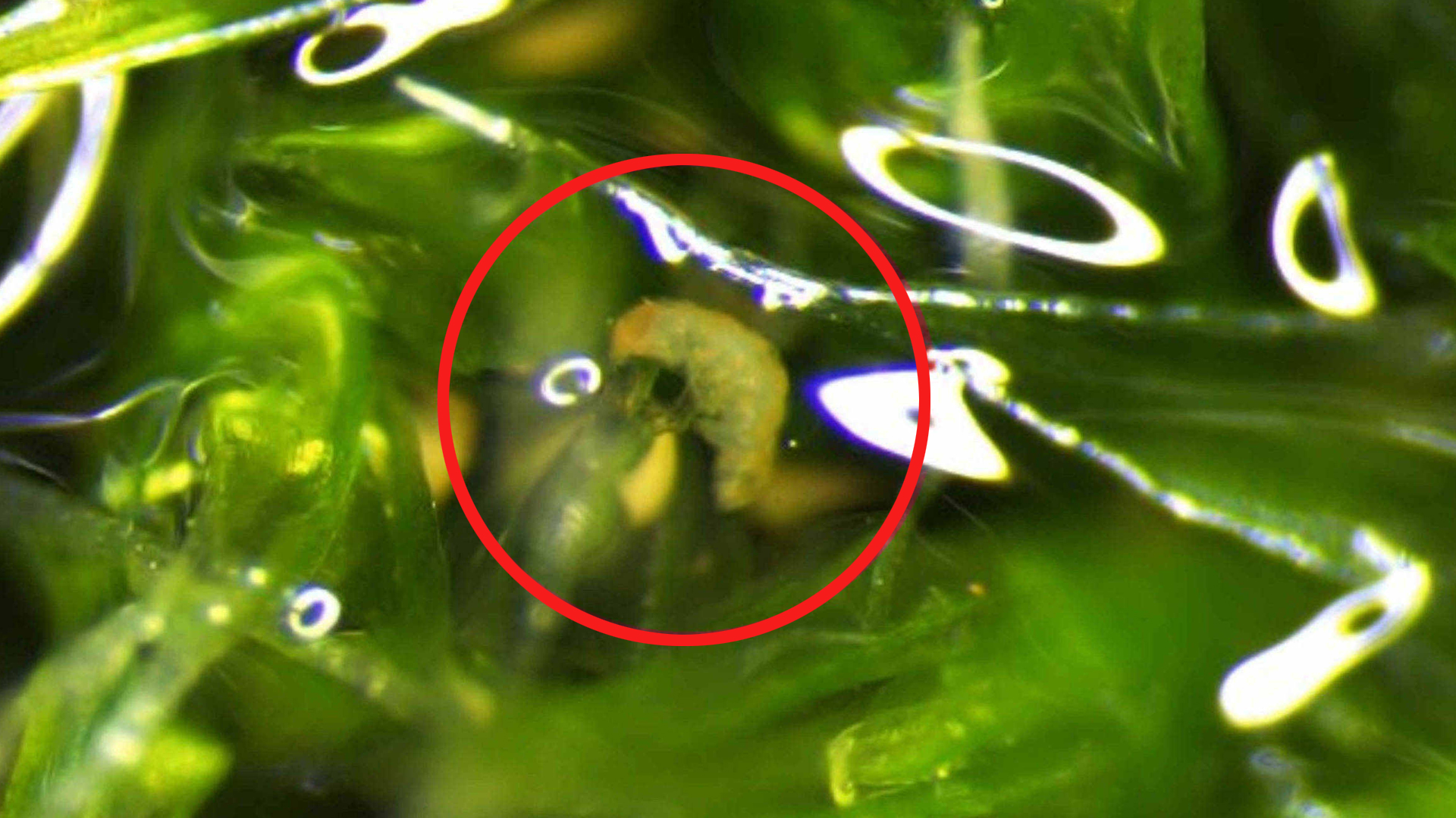 Milnesium inceptum that appeared during in vivo observation of rehydrated moss cushion (red circle).