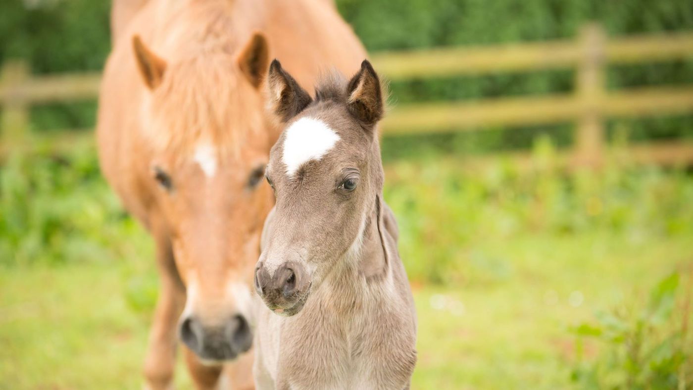 FBFoal.jpg