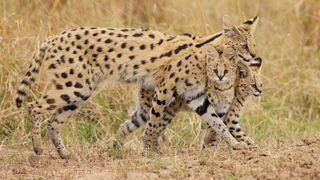 a serval cat walks with her two kittens