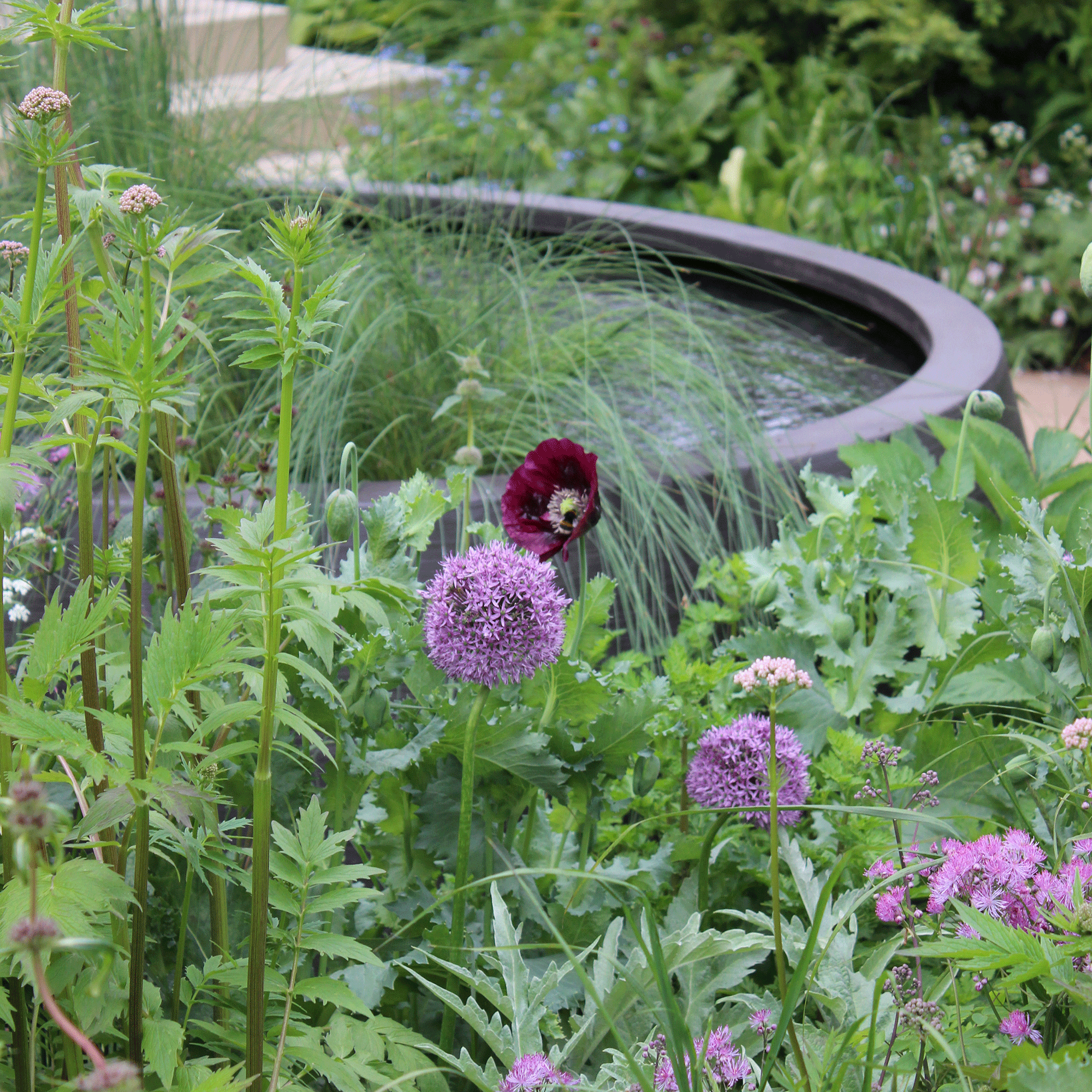 Green garden with purple poppy
