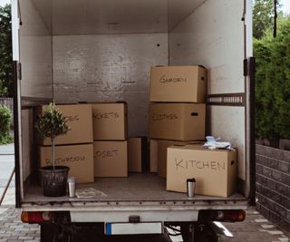 A tall houseplant in the back of a moving truck with moving boxes
