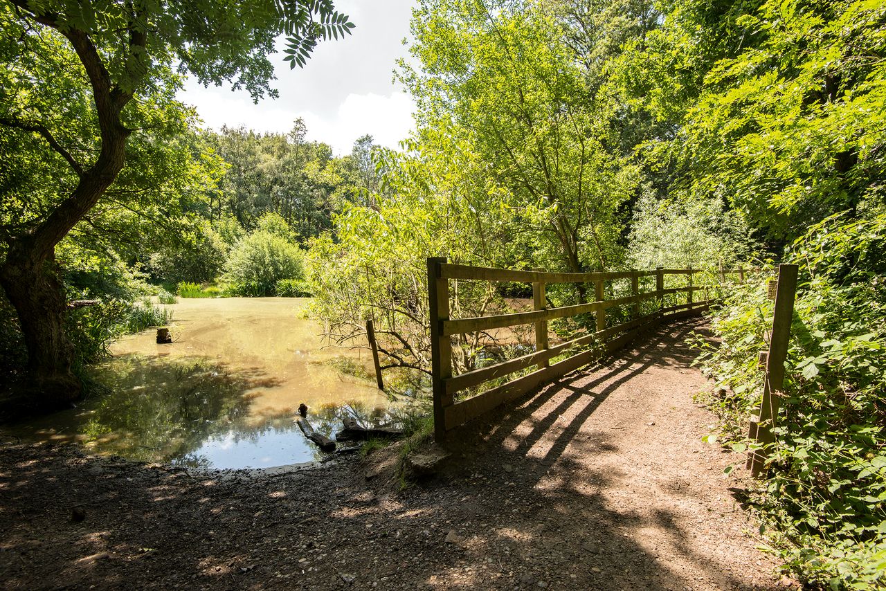 Seven miles from central London, and you could be in deepest Sussex: a wooden bridge that helps walkers over a small pond in Wimbledon Common.