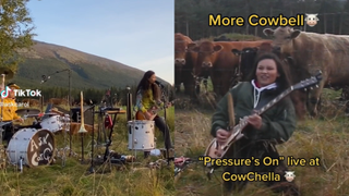Ask Carol performing in front of cows