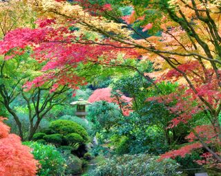 Japanese gardens at Portland, Oregon