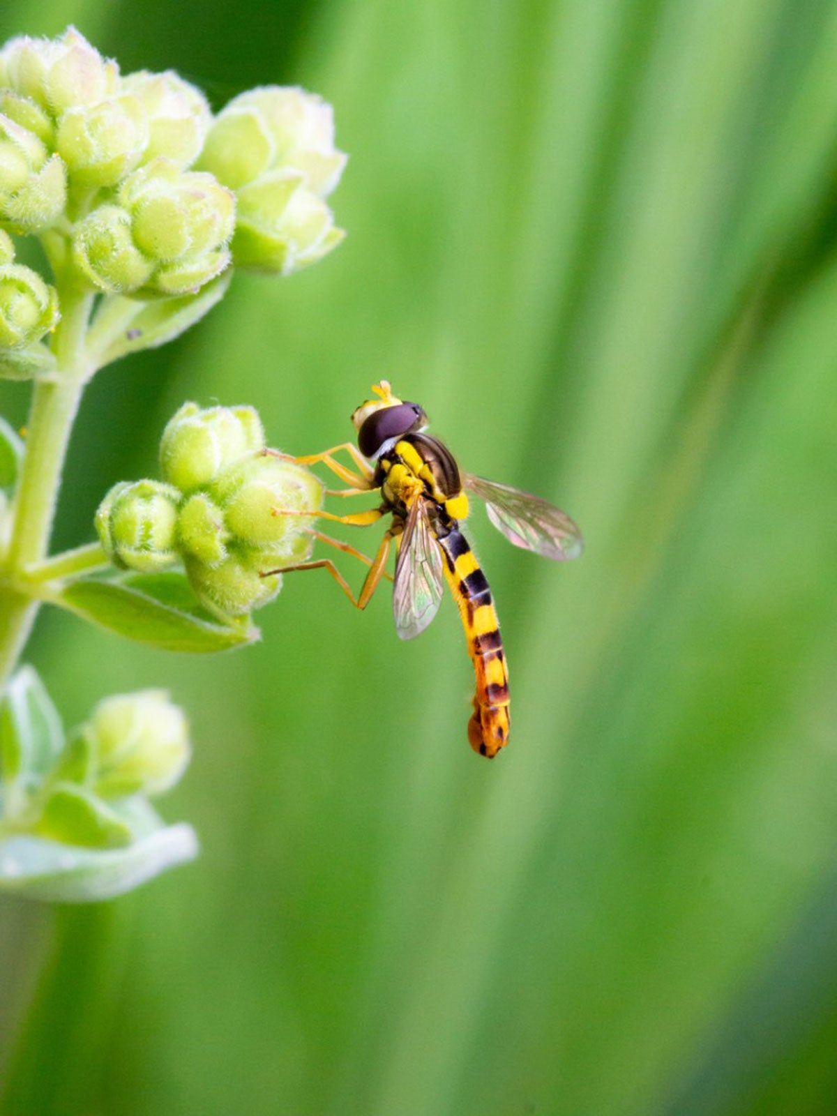 Yellow And Black Insect On A Plant