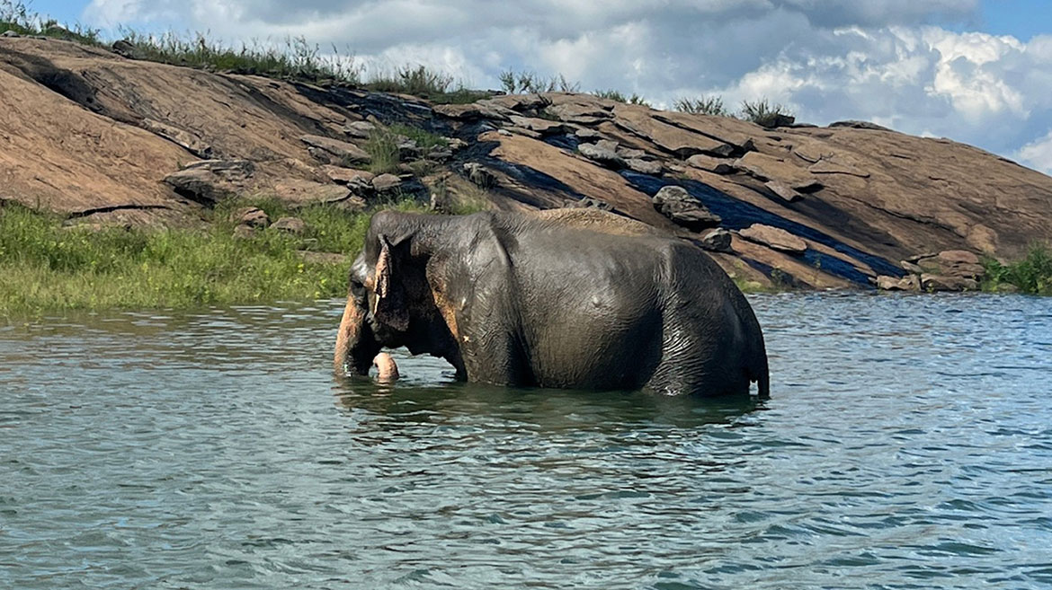 Sri Lankan elephant in a river