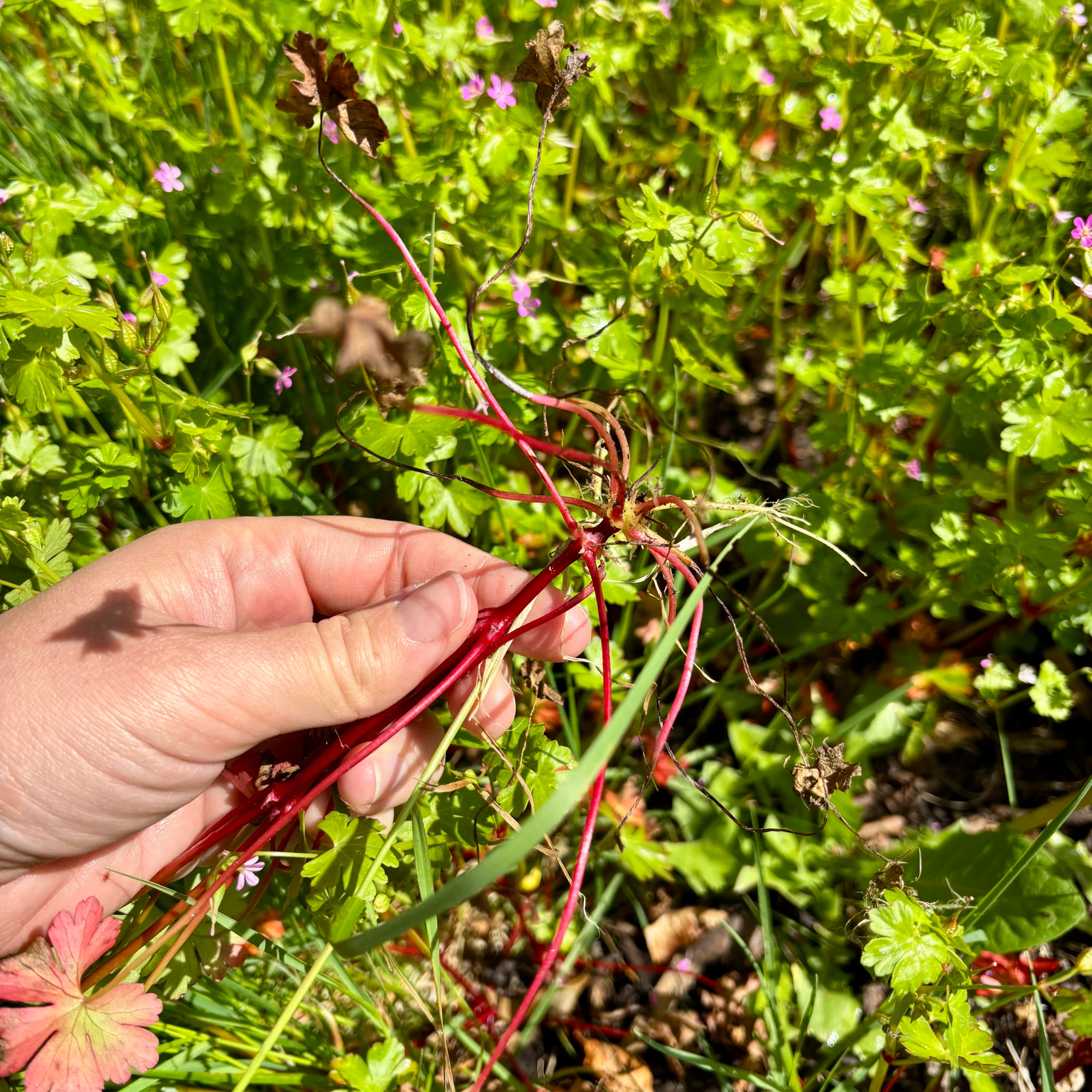herb robert root pulled out in a garden