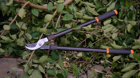 A set of garden loppers sits on top of a pile of prunings