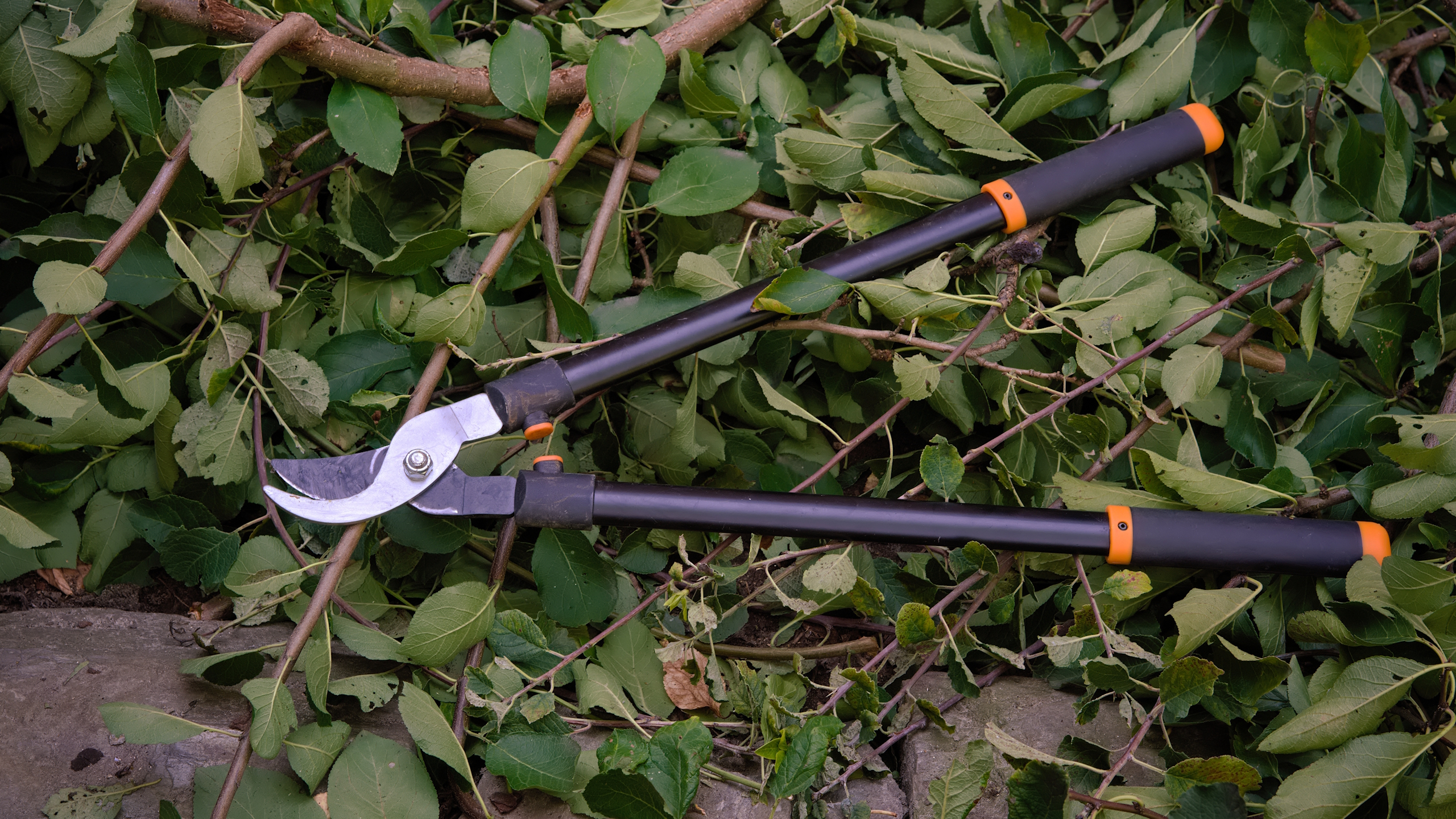 A set of garden loppers sits on top of a pile of prunings