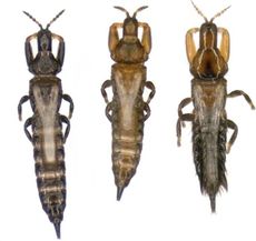 Three types of thrips: the disperser, with larger wings; the soldier with bigger jaws; and a different species of invader thrips.
