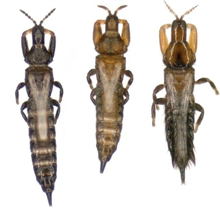 Three types of thrips: the disperser, with larger wings; the soldier with bigger jaws; and a different species of invader thrips.