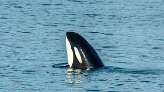 A killer whale pokes its head out of the water