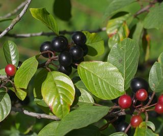 Glossy buckthorn with dark berries in a sunny garden