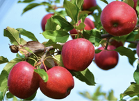 Honeycrisp apple tree, Amazon