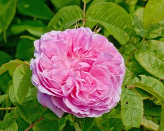 Rose tree 'Jacques Cartier' in bloom in a garden