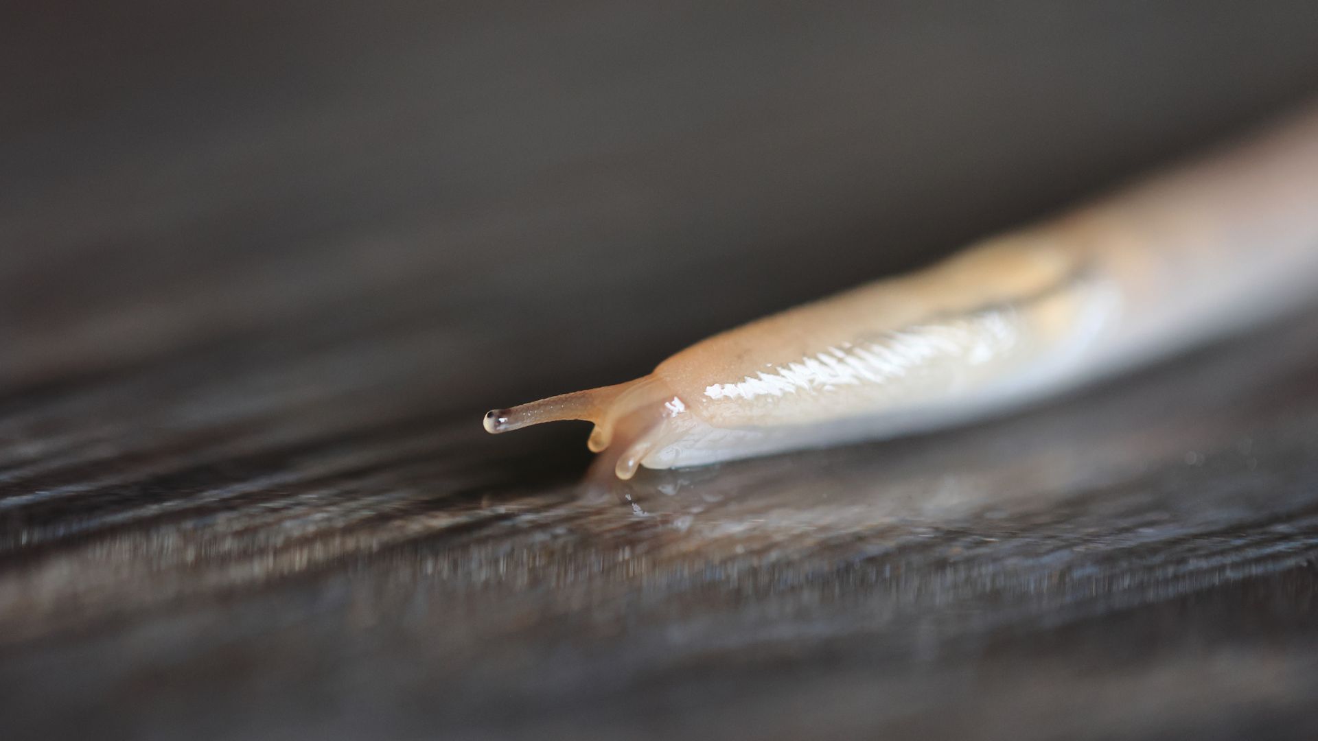 picture of slug on laminate flooring inside home