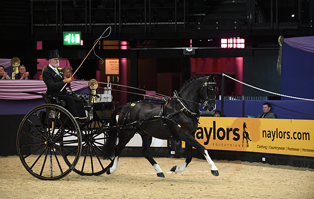 BLACK BOY owned by Paul Atkinson ridden or exhibited by Paul Atkinson in Harness Horse and Pony of the Year Championship during the Horse of the Year Show at the NEC near Birmingham, UK between 4th - 8th October 2017