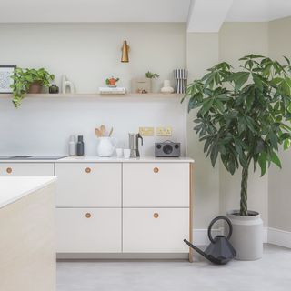 modern white ply kitchen with planter and large potted indoor