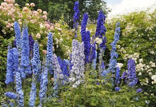 A bunch of blooming larkspur / delphinium flowers