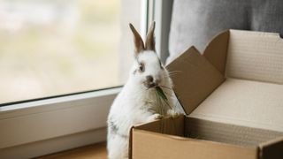 Rabbit standing next to box