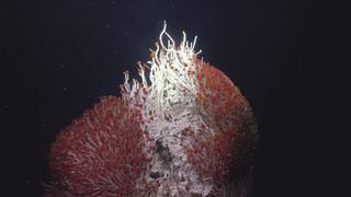 Tube worms form part of a recently ecosystem beneath a dep sea hydrothermal vent.