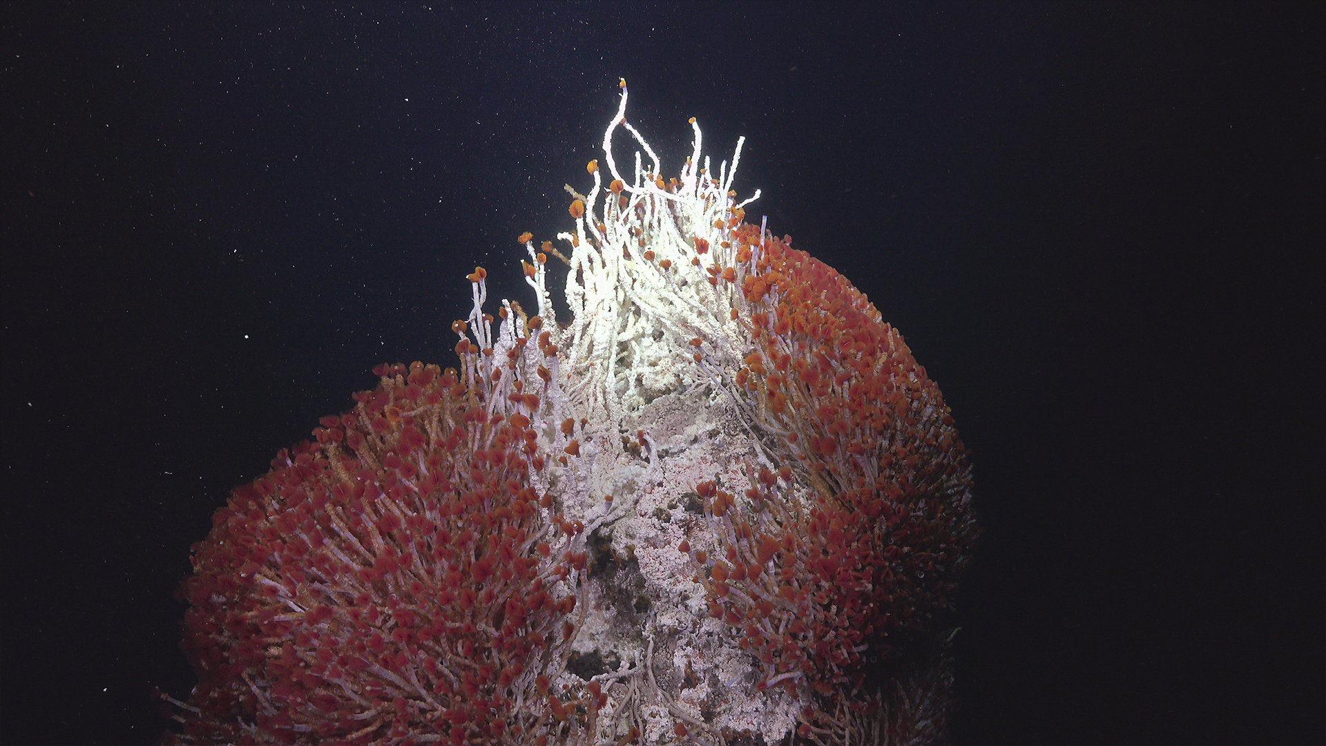 Tube worms form part of a recently ecosystem beneath a dep sea hydrothermal vent.