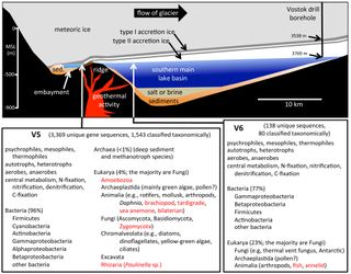 A cross-section of Lake Vostok shows how ice accumulates above the lake, and a list of some of the different organisms discovered in the ice core.