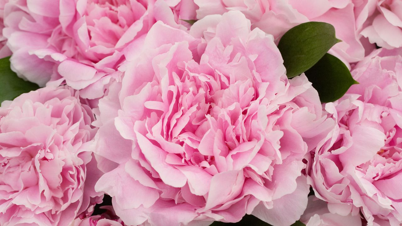 Sarah Bernhardt peony in cut flower display