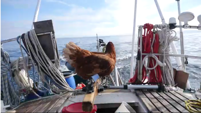 Monique the hen sails the world. 