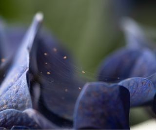 Spider mites on hydrangea plant