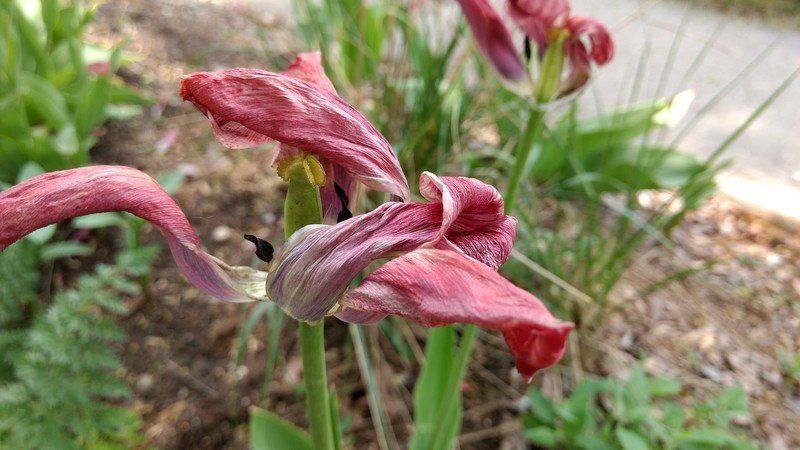 Moto G4 Plus photo sample