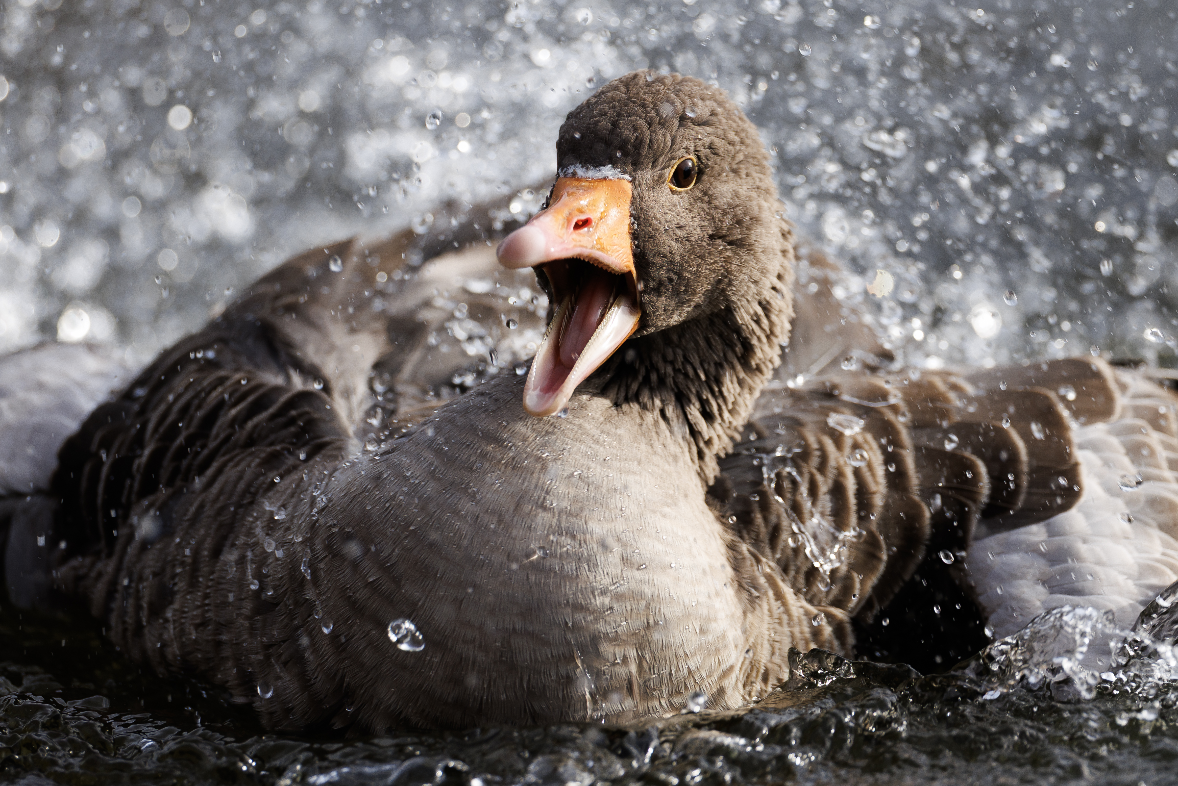 Greylag goose