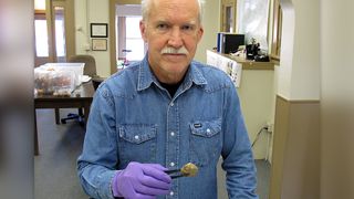 Archaeologist Dennis Jenkins of the University of Oregon's Museum of Natural and Cultural History holds a human coprolite dating to about 13,000 years ago and found in Oregon's Paisley Caves.