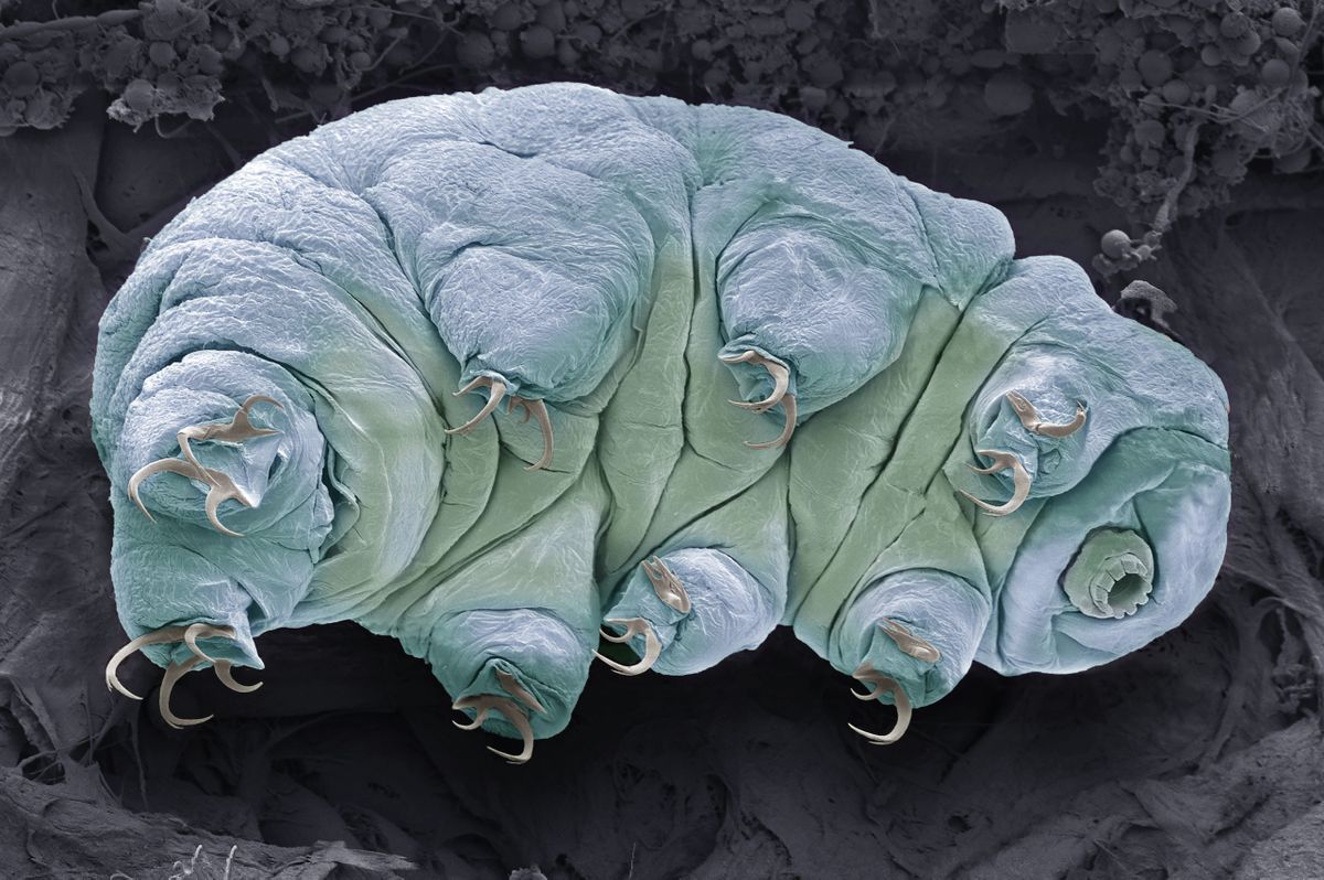 Frozen tardigrade becomes first 'quantum entangled' animal in history, researche..