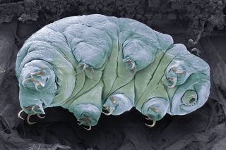 An image of a tardigrade as seen under a microscope.