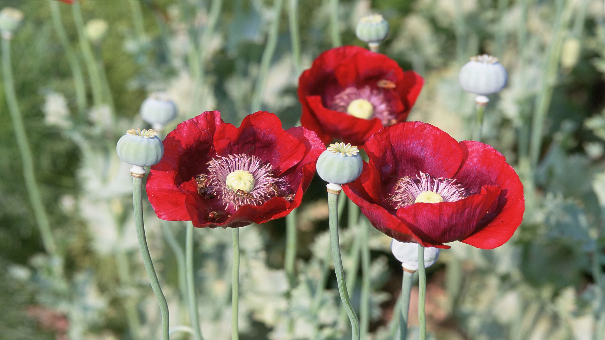 How to grow poppies top tips on growing and caring for these stunning
