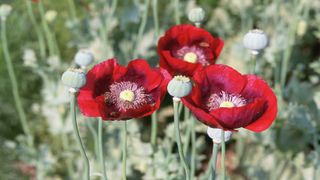how to grow poppies: opium poppy 'Cherry Glow'