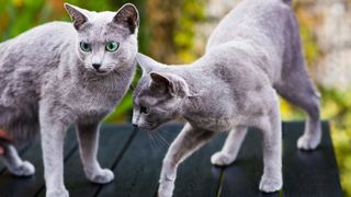 Two Russian blue cats explore their environment outside