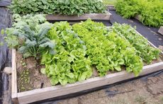 Kale In Garden Next To Companion Plants