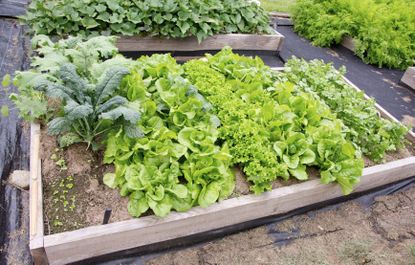 Kale In Garden Next To Companion Plants
