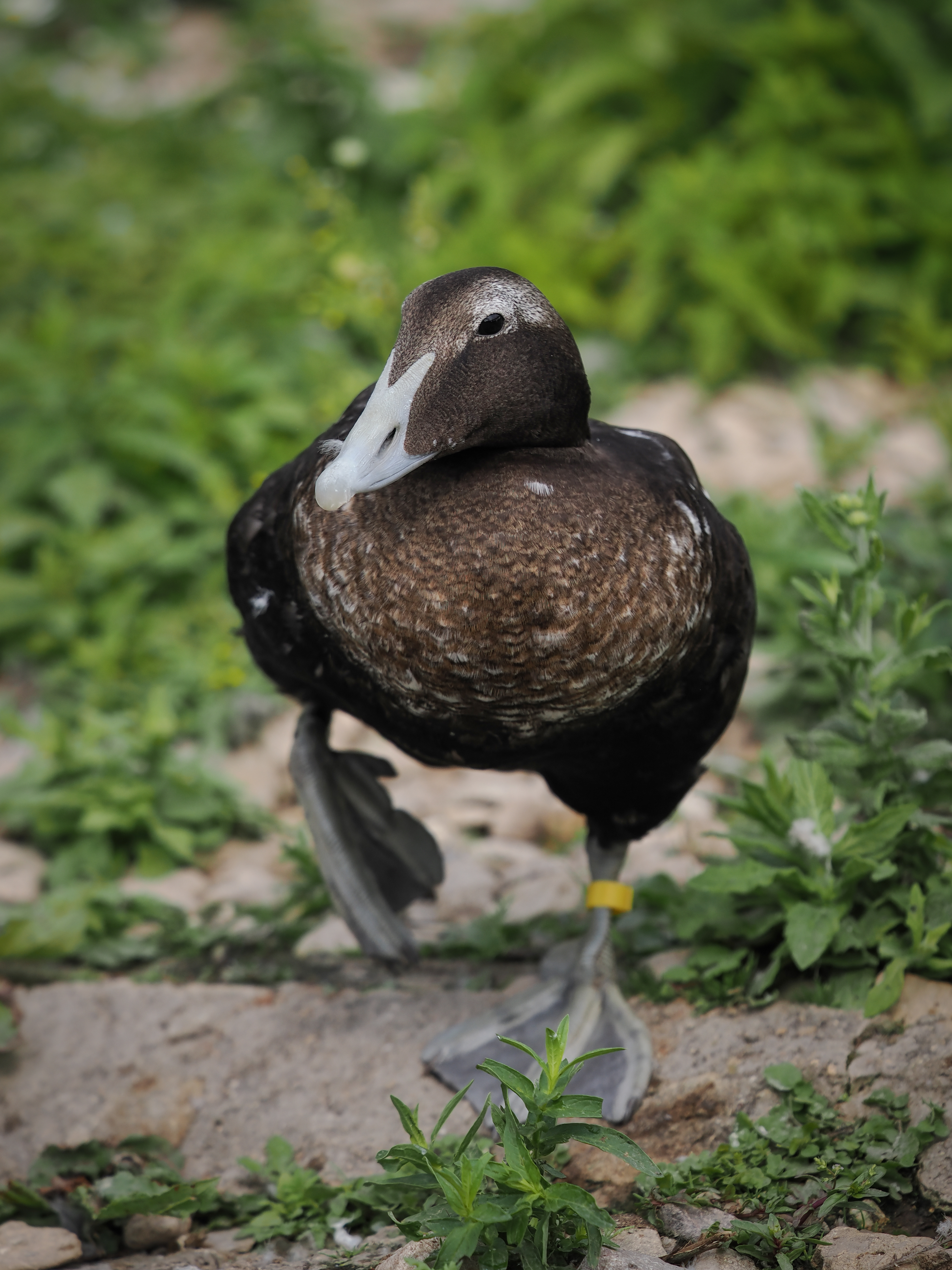 Sample birding image taken on the OM System OM-1 Mark II with the OM System M.Zuiko 50-200mm f/2.8 IS Pro