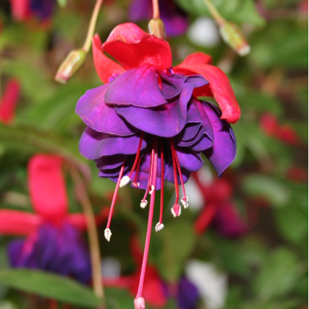 Voodoo Fuchsia Plant Live for Planting, Fuchsia Plants, Hardy Fuchsia Flower Live Plant, 3-5 Inch Tall, 5 Inch Pot