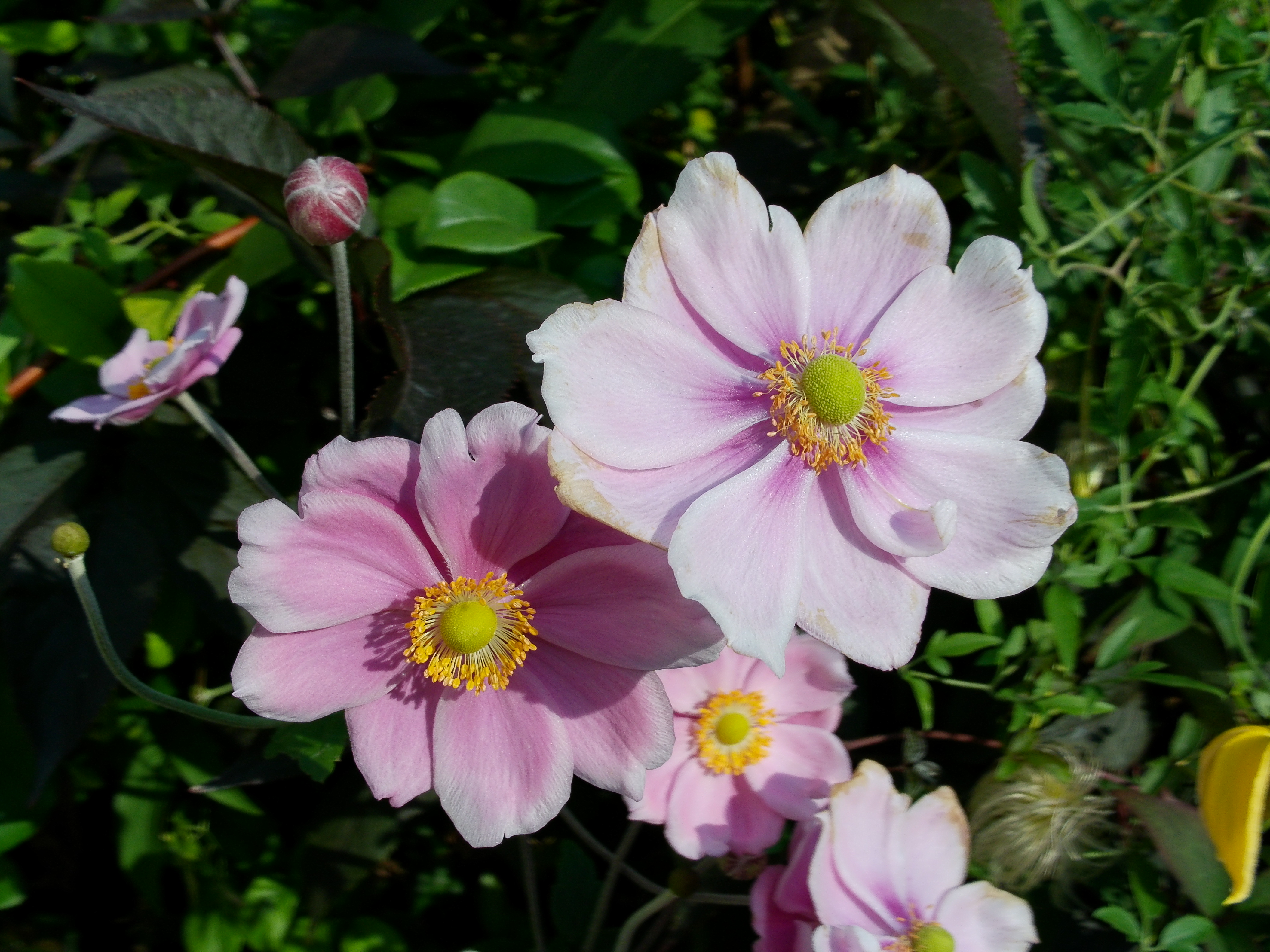 AgfaPhoto Realishot C130 example shot