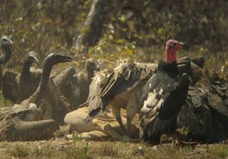 vultures-cambodia-flock-100903-02