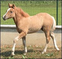 cloning horses