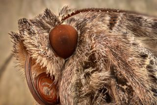 The astonishing detail in this Silver Y moth was captured by Stephen James, and was shortlisted in the ‘Extreme Close-Up’ category.