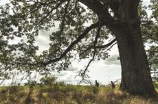 A large oak tree in a filed with two men walking past
