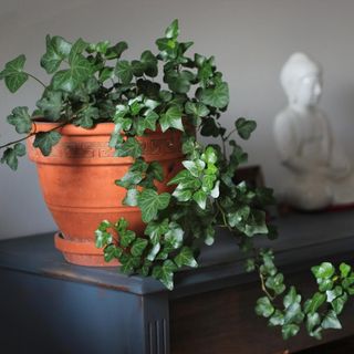 english ivy house plant in terracotta pot with statue in background