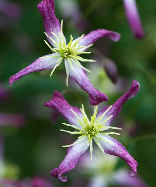 Clematis x triternata rubromarginata flowers in an English garden